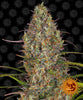 Photograph of a Jack Herer cannabis plant against a background of smiling suns showing vibrant green orange and purple hues and trichomes

