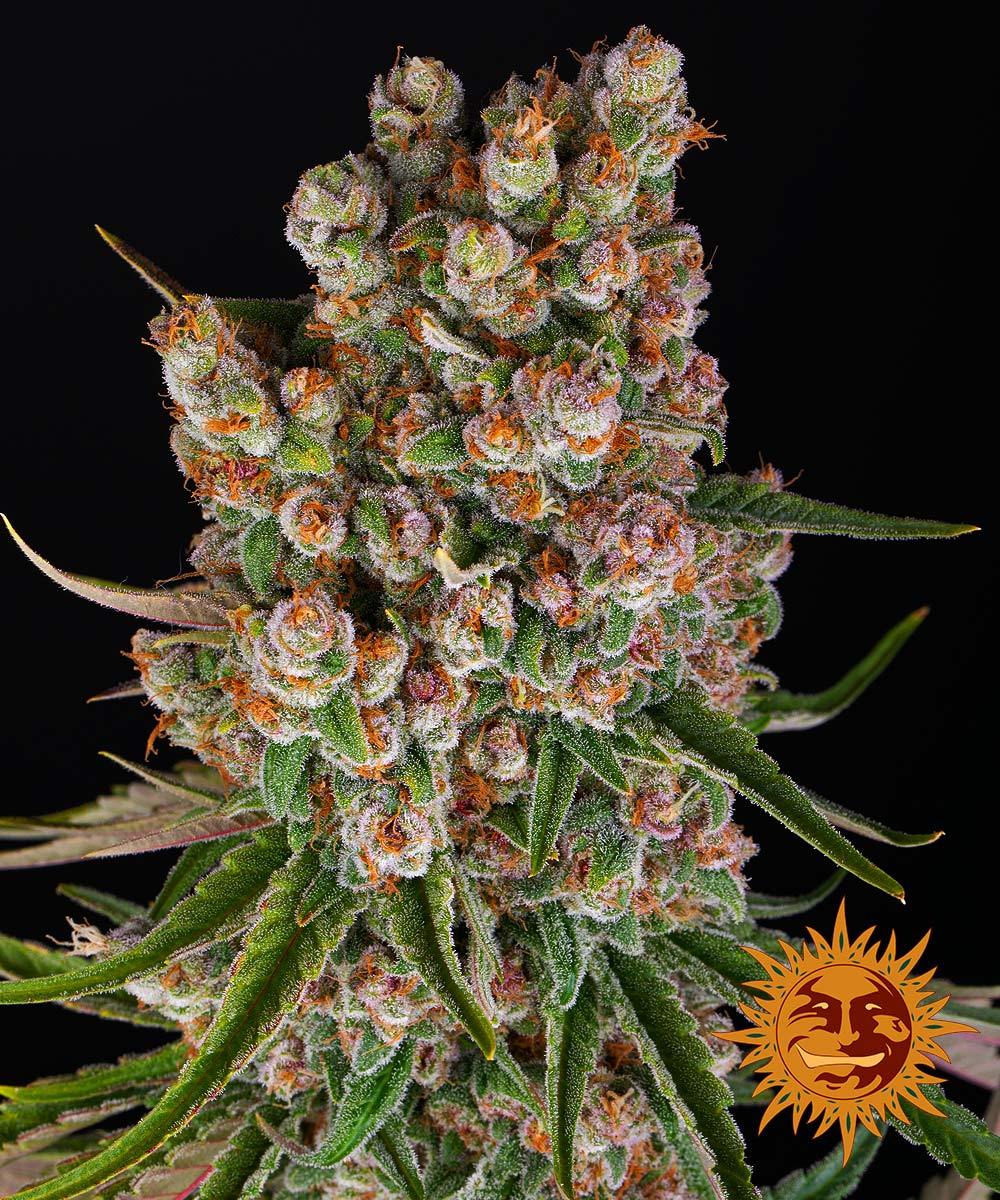 Photograph of a cannabis plant of the variety "Sunset Sherbert" from breeding company "The Cali Connection", showing densely packed, orange and green inflorescences with many crystalline trichomes and striking red-purple leaves against a black background
