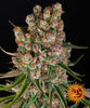 Photograph of a cannabis plant of the variety "Sunset Sherbert" from breeding company "The Cali Connection", showing densely packed, orange and green inflorescences with many crystalline trichomes and striking red-purple leaves against a black background
