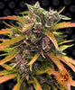 Cannabis sativa photograph by The Original Seeds Company showcasing a vibrant purple and orange bud against a black background featuring a repeating smiling sun logo with rich green and red hues and frosty trichomes
