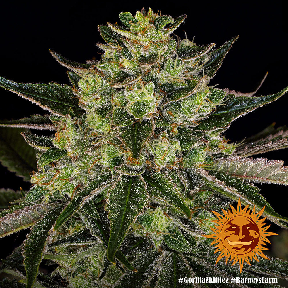 Hemp seed BF Gorilla Skittlez Fem (relaxing, sweet, physical)