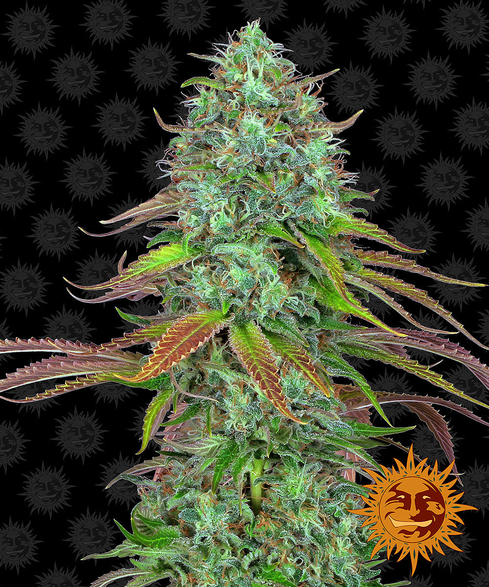 A photograph of a cultivated cannabis plant with vibrant green, purple and orange leaves against a background of the Grateful Dead's iconic smiling sun logo showing the plant's dense buds and sugary trichomes