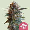 Cannabis plant, detailed depiction of a marijuana plant with orange and purple inflorescences, on a light green background, showing sticky trichomes and serrated leaves

