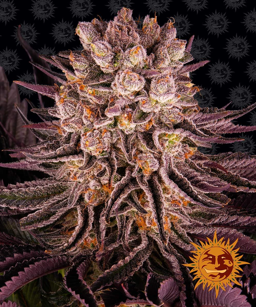 Photograph of Barney's Farm showing a cannabis plant with purple leaves, orange flowers and a thick layer of trichomes, against a background with the company logo