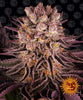 Photograph of Barney's Farm showing a cannabis plant with purple leaves, orange flowers and a thick layer of trichomes, against a background with the company logo