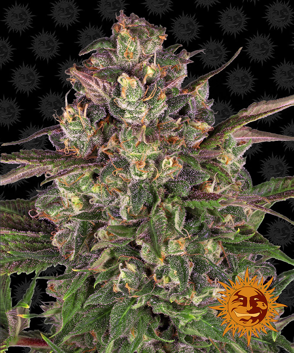Zamnesia's image of a cannabis plant with purple and green inflorescences, dense flower structure and the characteristic Zamnesia sun logo in the background
