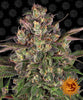 Zamnesia's image of a cannabis plant with purple and green inflorescences, dense flower structure and the characteristic Zamnesia sun logo in the background
