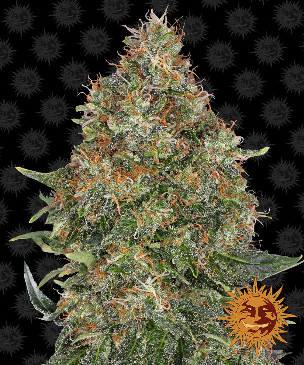 A photograph of a large, dense cannabis plant featuring vibrant green leaves, orange pistils, and a frosty trichome coating against a background of repeating Bob Marley-style sun logos