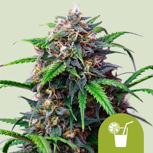 Here's an alt text option in German, following all instructions:

Photograph of a cannabis plant with orange and green inflorescences and a lime drink symbol in the foreground the plant shows dense, resinous flower heads
