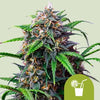 Here's an alt text option in German, following all instructions:

Photograph of a cannabis plant with orange and green inflorescences and a lime drink symbol in the foreground the plant shows dense, resinous flower heads
