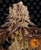 Marijuana photo from Barney's Farm shows a large, densely grown cannabis plant with purple leaves, orange flowers and a striking, grinning sun symbol in the background
