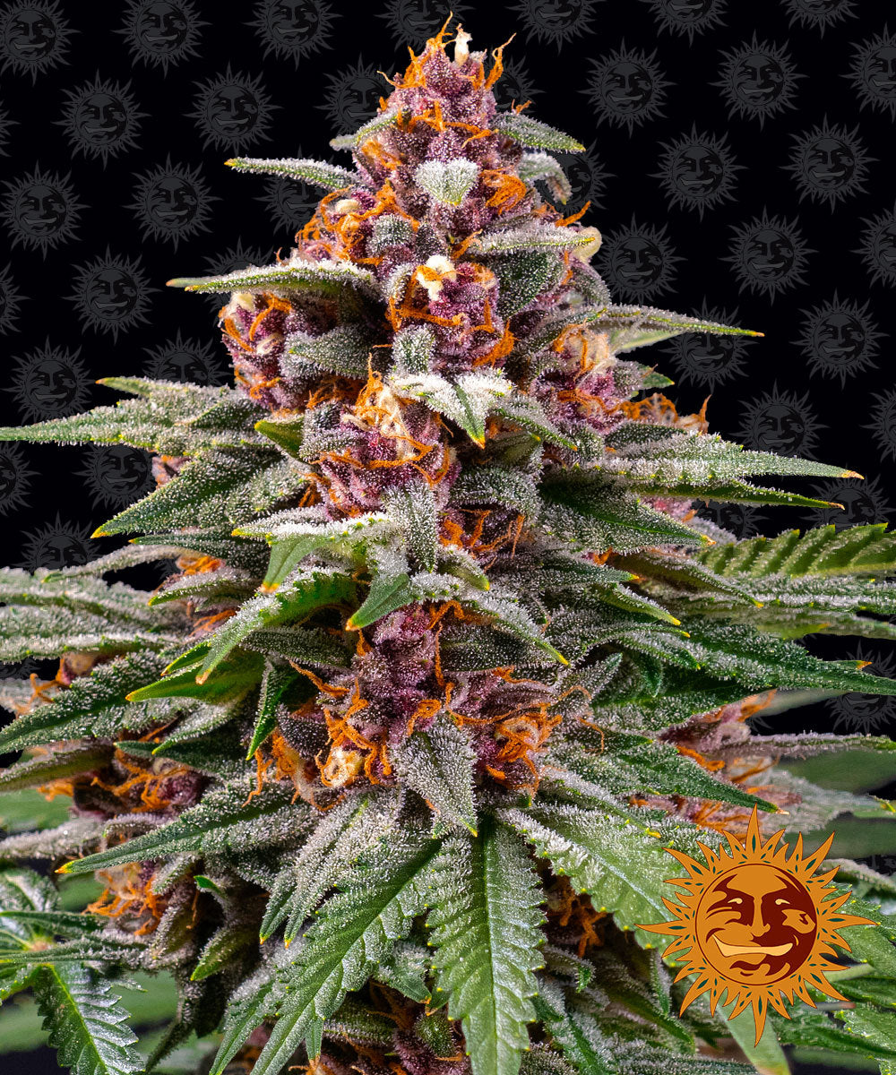 A photograph by the artist, showing a vibrant purple and orange cannabis sativa plant against a black background featuring a repeating pattern of smiling suns, showcasing frosty trichomes, deep purple buds and bright orange pistils
