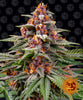 A photograph by the artist, showing a vibrant purple and orange cannabis sativa plant against a black background featuring a repeating pattern of smiling suns, showcasing frosty trichomes, deep purple buds and bright orange pistils
