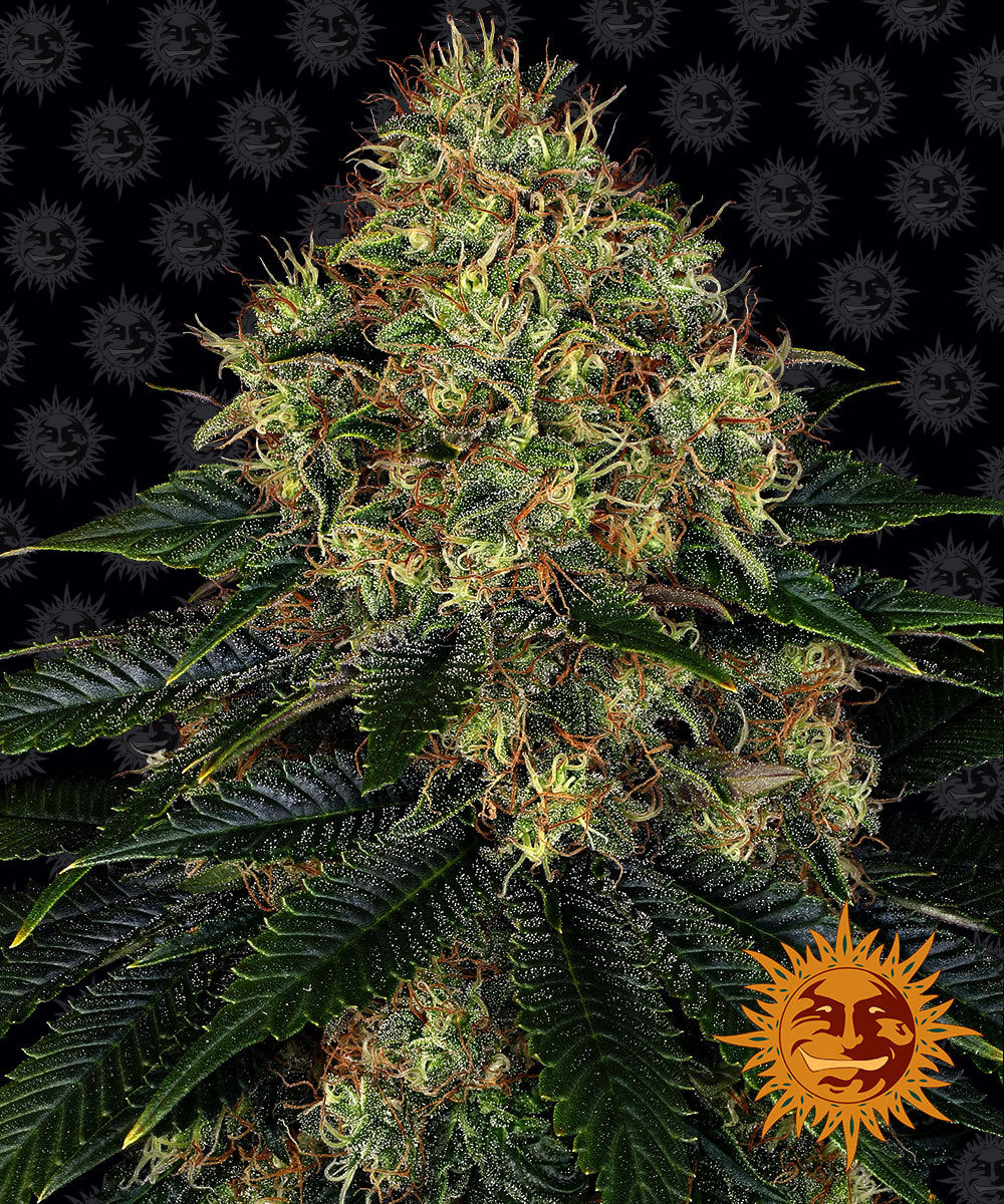 High-resolution image of a cannabis plant featuring vibrant green leaves, orange pistils, and a prominent white resin coating against a black background with a repeating orange smiling sun logo