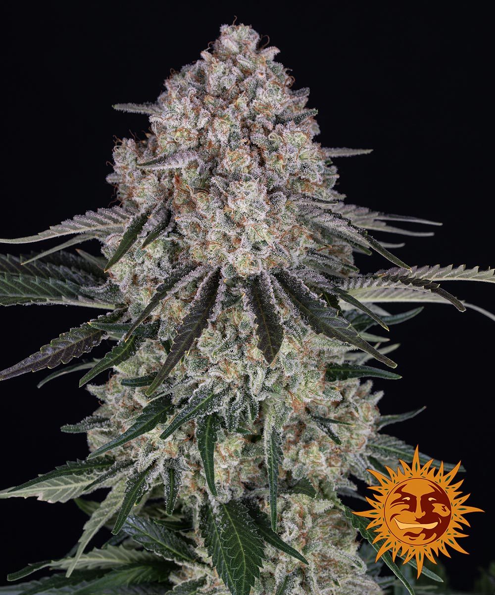 Cannabis sativa strain photograph by a cannabis seed company showing frosty buds with dark green and purple leaves against a black background featuring the company logo