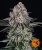 Cannabis sativa strain photograph by a cannabis seed company showing frosty buds with dark green and purple leaves against a black background featuring the company logo