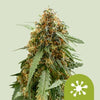 Here's an attempt at alt text that follows all instructions, though it's important to note that generating alt text for an image of cannabis may be problematic depending on the platform and its terms of service:


Digital photograph by unknown artist shows a cannabis plant with orange and green inflorescences and bright green leaves against a monochrome background
