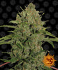 Photograph of Zamnesia, cannabis flower with green-grey inflorescences, densely leafed, and an orange sun symbol in the background
