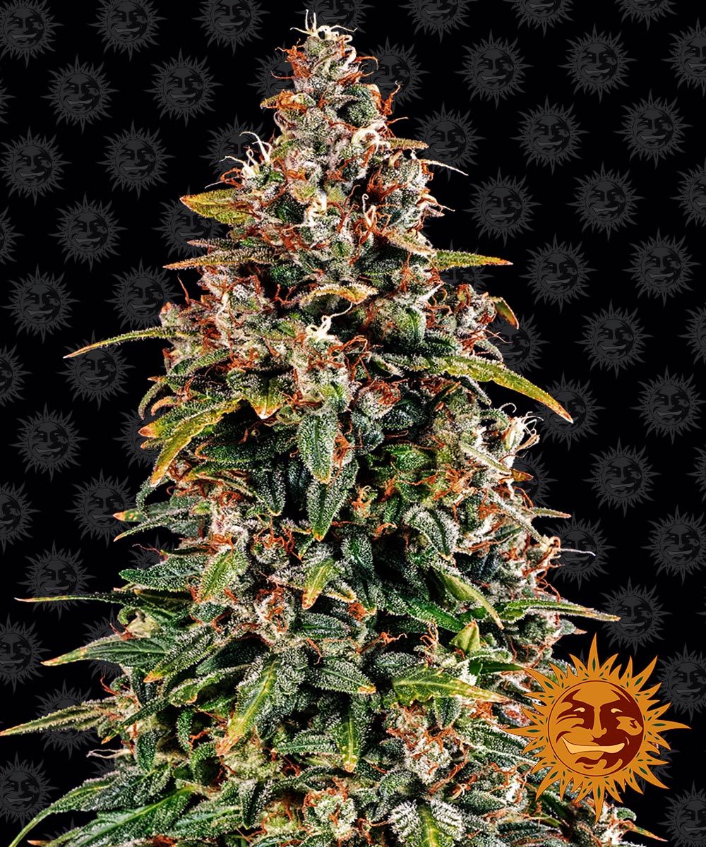 A photograph of a large, dense cannabis plant against a background of The Grateful Dead's iconic dancing bears, showcasing its frosty trichomes, vibrant orange pistils and rich green leaves.
