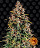 A photograph of a large, dense cannabis plant against a background of The Grateful Dead's iconic dancing bears, showcasing its frosty trichomes, vibrant orange pistils and rich green leaves.
