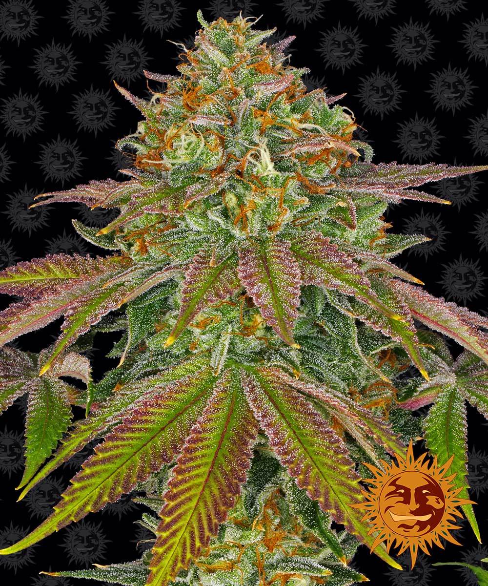 Photograph by Barney's Farm showcasing a vibrant purple and green cannabis plant with orange pistils and glistening trichomes against a background of repeating smiling sun logos