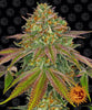 Photograph by Barney's Farm showcasing a vibrant purple and green cannabis plant with orange pistils and glistening trichomes against a background of repeating smiling sun logos