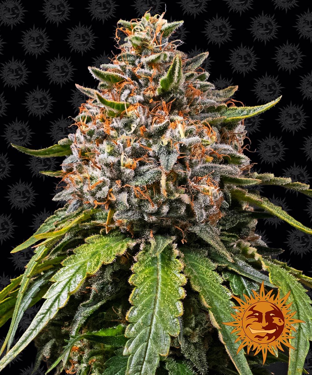 High-resolution image of a cannabis plant against a black background featuring the iconic smiling sun logo frosty buds and vibrant orange pistils