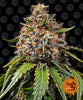 High-resolution image of a cannabis plant against a black background featuring the iconic smiling sun logo frosty buds and vibrant orange pistils