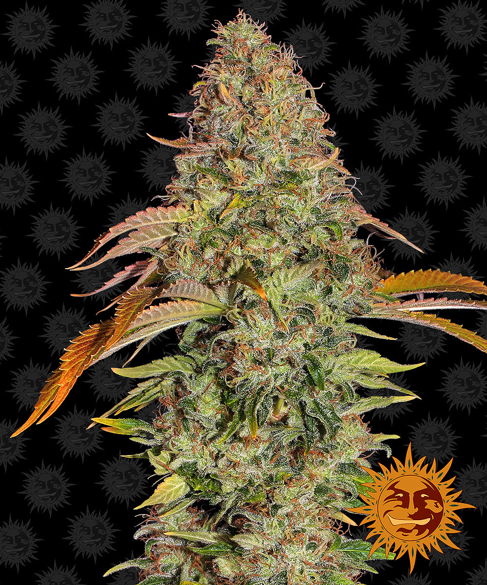Photograph of a large, dense cannabis sativa plant with vibrant green and orange leaves against a black background featuring a repeating pattern of the Bob Marley sun logo, showcasing its frosty trichomes, colorful pistils, and overall resinous appearance
