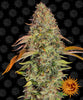 Photograph of a large, dense cannabis sativa plant with vibrant green and orange leaves against a black background featuring a repeating pattern of the Bob Marley sun logo, showcasing its frosty trichomes, colorful pistils, and overall resinous appearance
